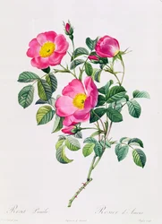 Rosa Lumila